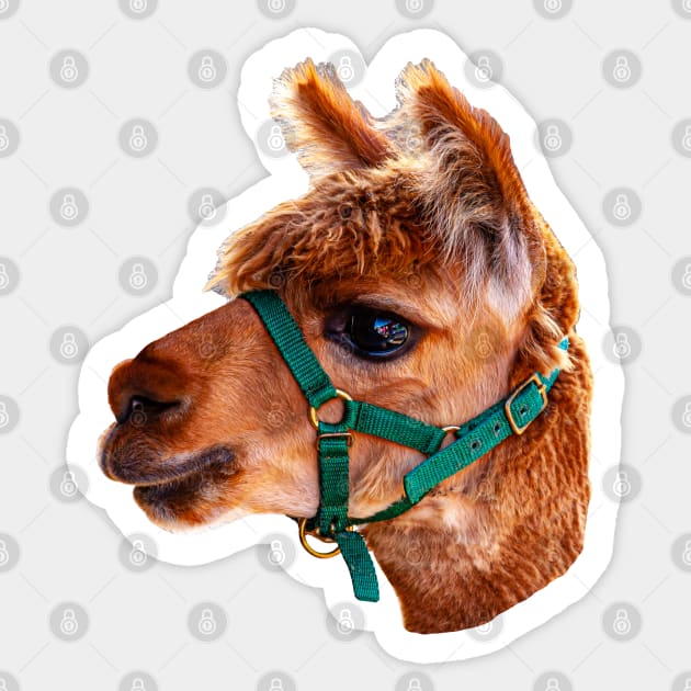 Alpaca Head Sticker by dalyndigaital2@gmail.com